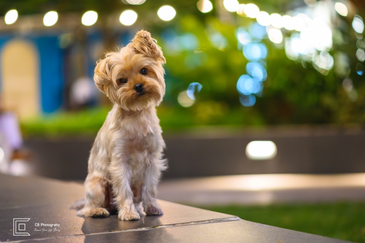 Yorkshire Terrier portrait at night from a family photo session on High Street in Bonifacio Global City.