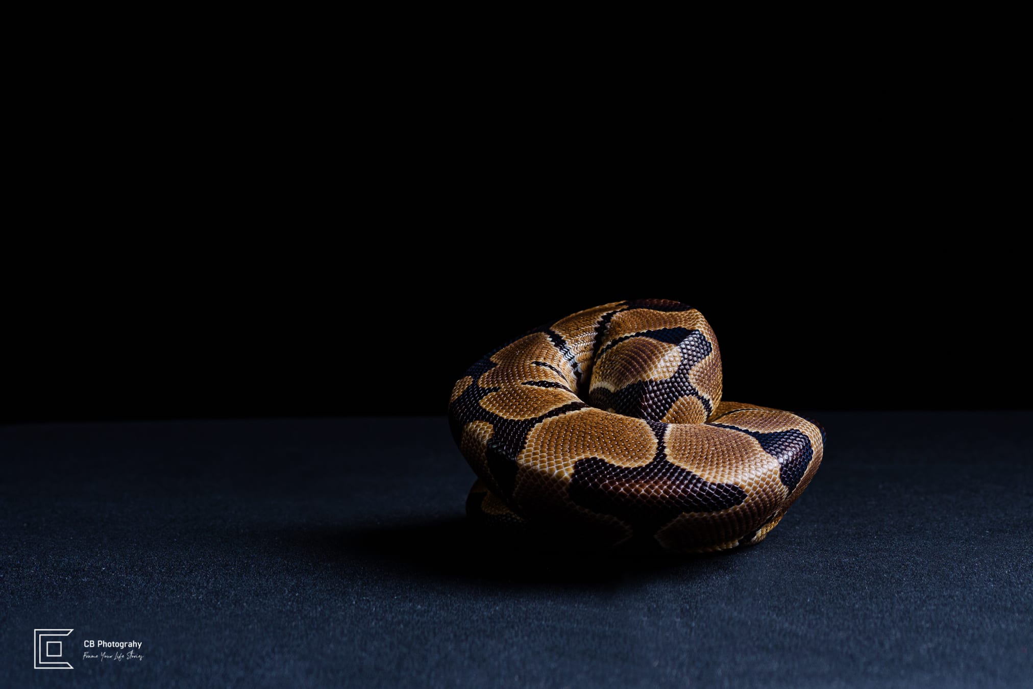 Pet photographer in BGC: Snake-coiled, image taken in a photo studio by Cristian Bucur