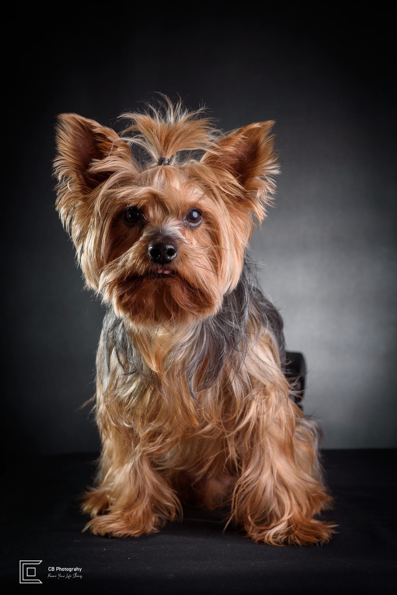 Pet photography in the studio: Yorkshire Terrier.
Photography by the photographer in Manila, Cristian Bucur 